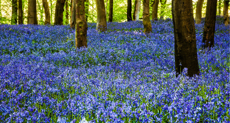 Bowood Woodland Gardens, Anna Stowe